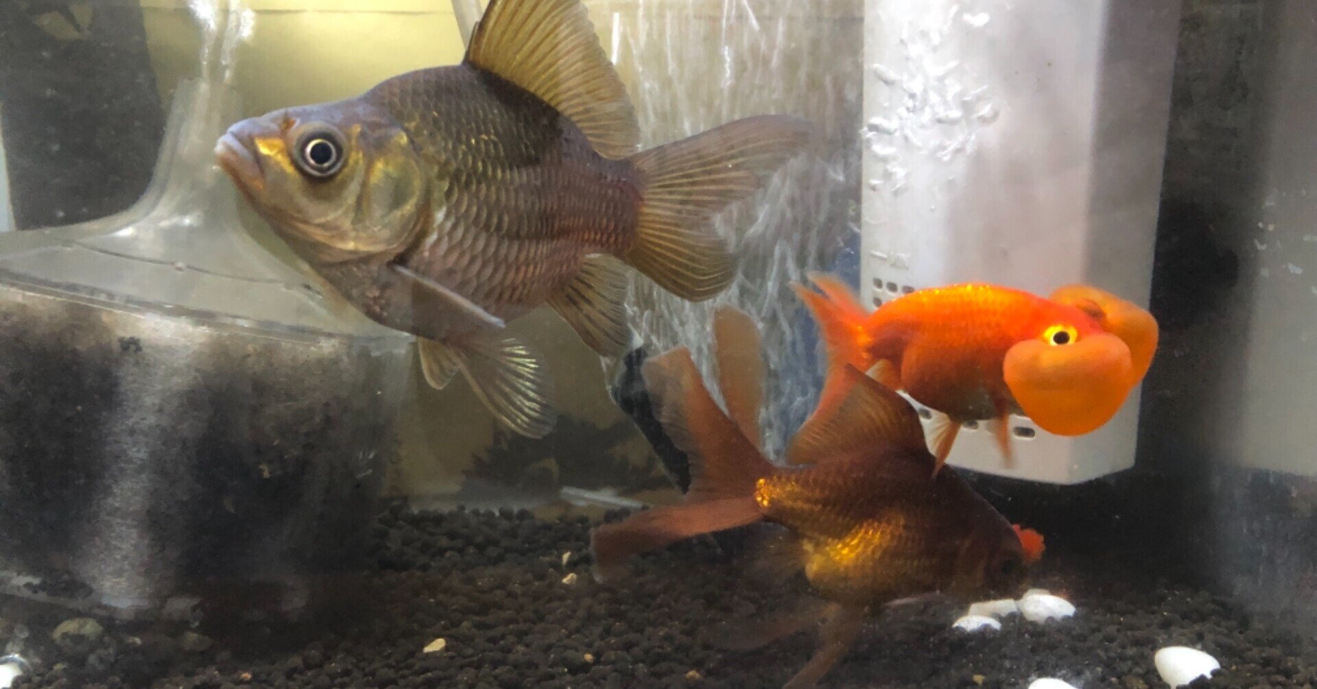 夏休み 金魚を飼ってみよう 雲州はとむ Note