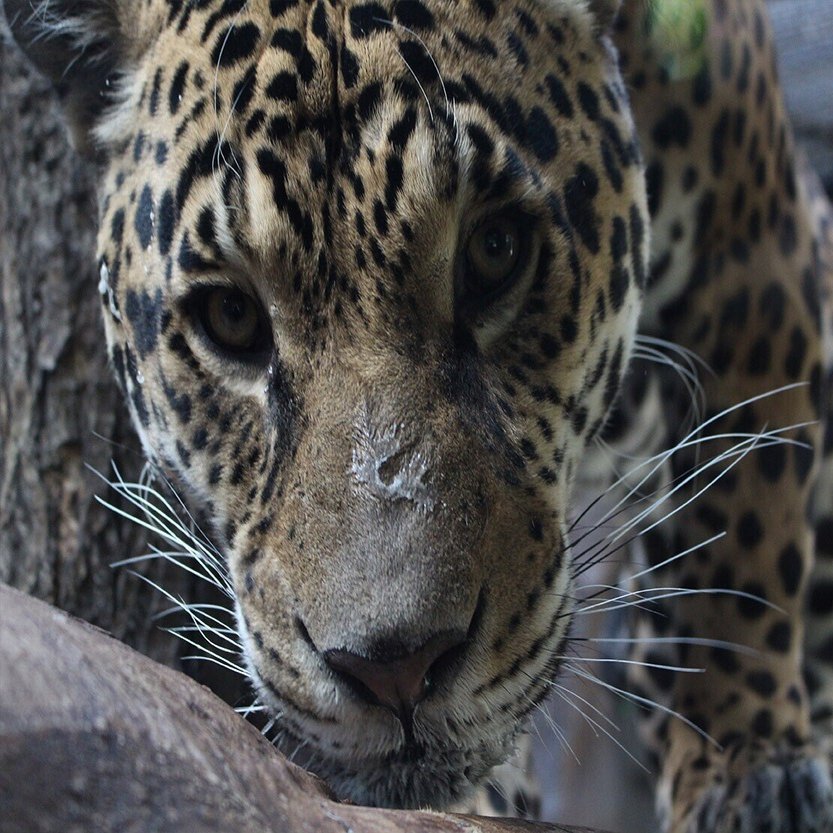 ジャガーのソル 6歳の誕生日でした 那須どうぶつ王国 日々 どうぶつ日誌
