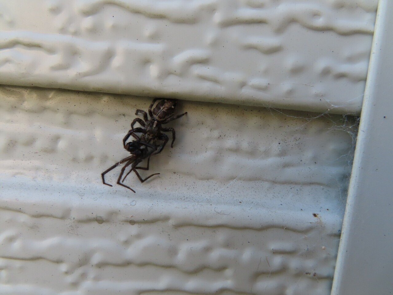 蜘蛛を捕食するチャスジハエトリ メス 子トカゲのおうち 月澄狸 Note 蜘蛛を捕食するチャスジハエトリ メス 子トカゲのおうち 月澄狸 Note