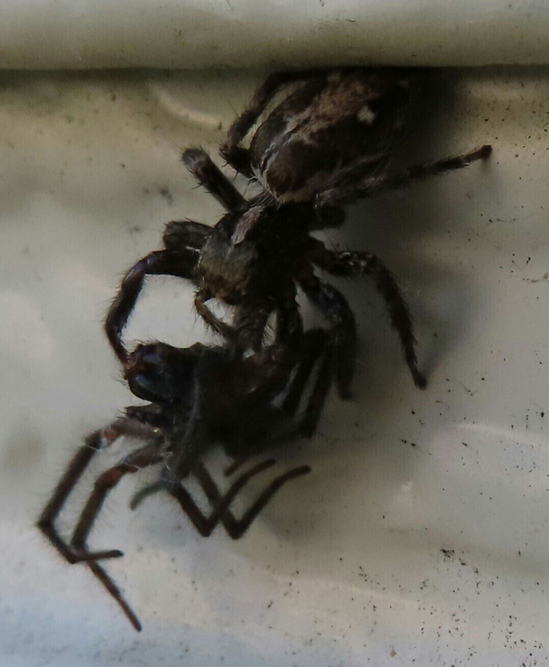 蜘蛛を捕食するチャスジハエトリ メス 子トカゲのおうち 月澄狸 Note 蜘蛛を捕食するチャスジハエトリ メス 子トカゲのおうち 月澄狸 Note