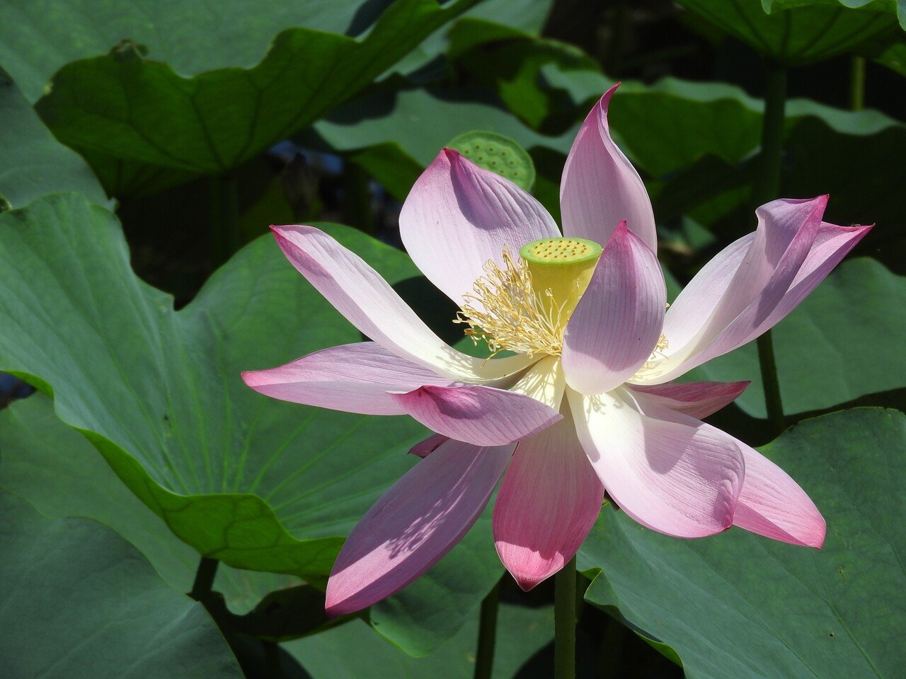 ハスの花咲く唐比（からこ）へ｜株式会社みろく屋