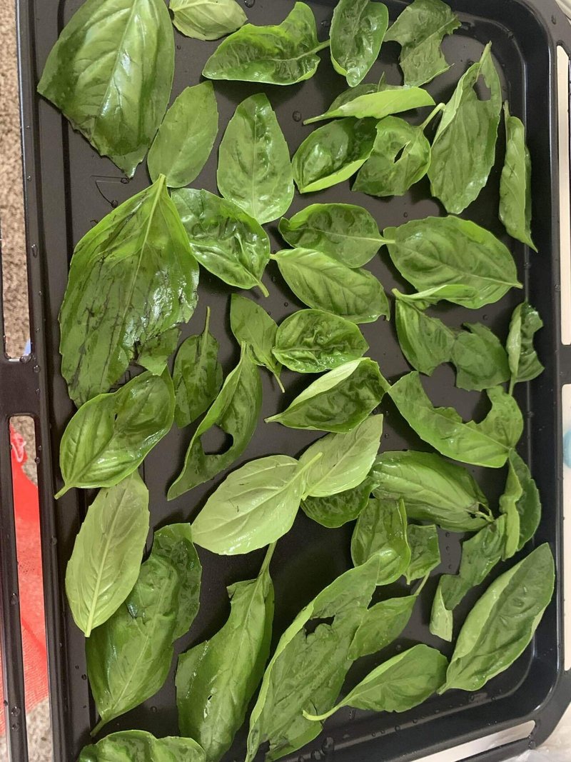 生バジルを乾燥バジルにしました 太田有紀 Note