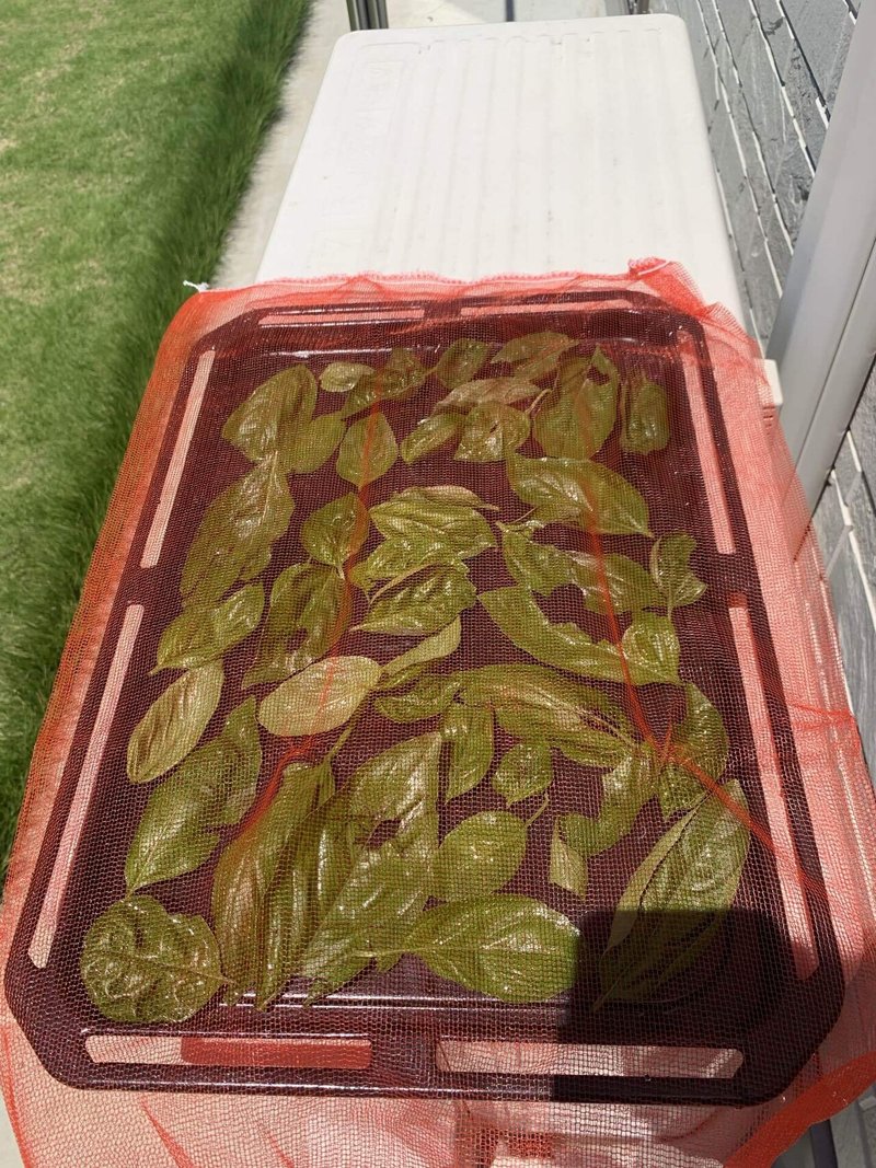 生バジルを乾燥バジルにしました 太田有紀 Note