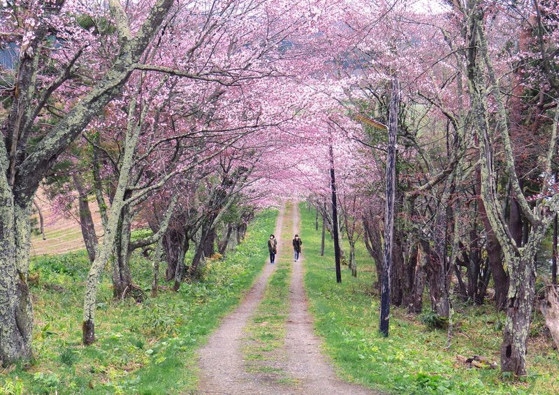 準グランプリ　34.今年らしい花見スタイル