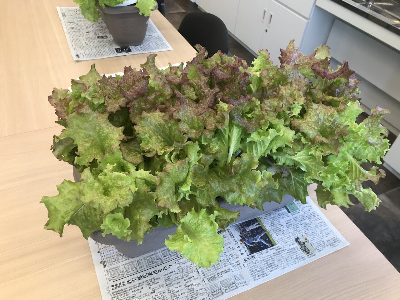 ついに初収穫 サニーレタスとリーフレタスの2種類 水耕栽培といえば定番の作物って感じだけども これがまた美味しかった 多少の苦みもあったけど レタス の香りが凄い 早速週明けには第2クールが始まるのだけど まーじゅさん Note ついに初収穫 サニーレタスとリーフレタスの2種類 水耕栽培といえば定番の作物って感じだけども これがまた美味しかった 多少の苦みもあったけど レタス の香りが凄い 早速週明けには第2クールが始まるのだけど まーじゅさん Note