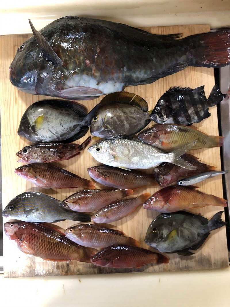 田舎暮らし編vol 3 堤防五目釣り 山師見習い Note 田舎暮らし編vol 3 堤防五目釣り 山師見習い Note
