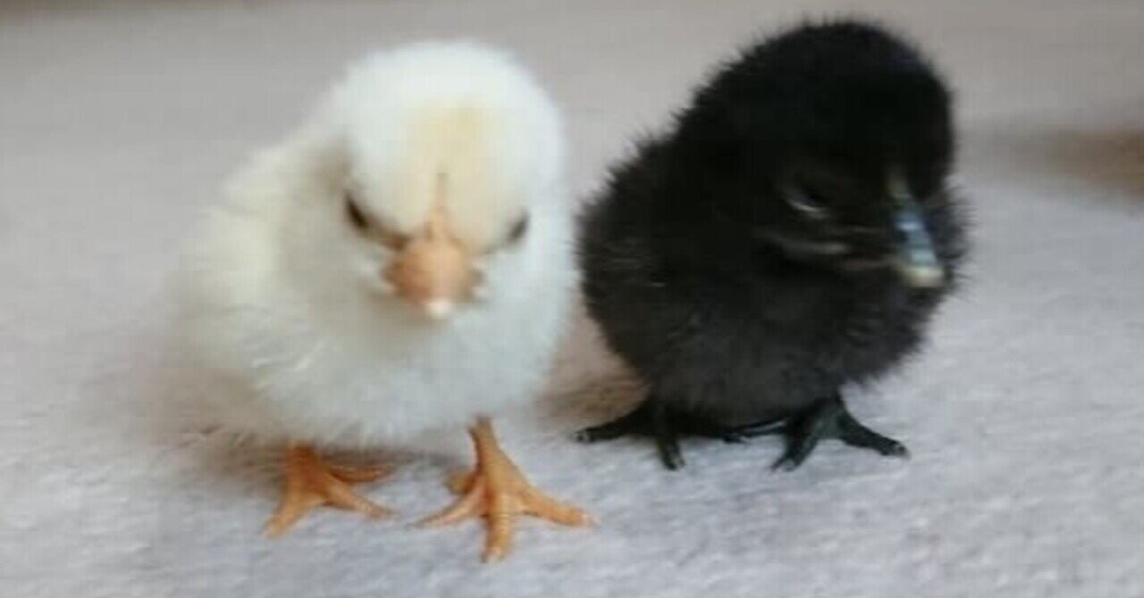 黄色いひよこと黒いひよこ｜みつはしみなこ