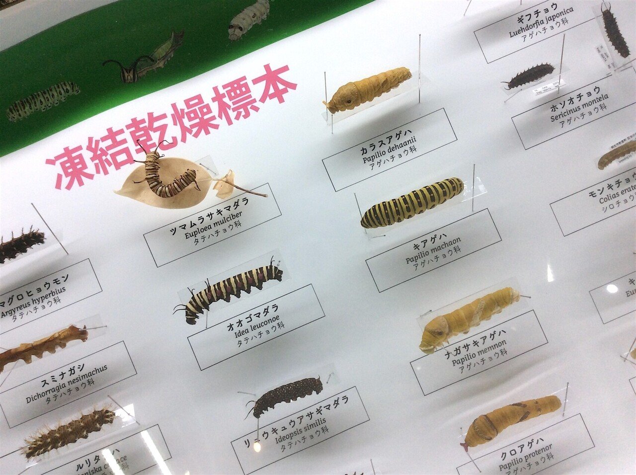 伊丹市昆虫館＆箕面公園昆虫館「魅惑のいもむし・けむし展」行ってき