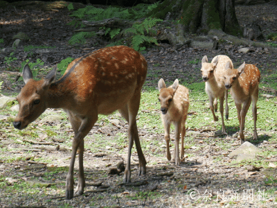 トピックス 外の世界どきどき 鹿苑の子鹿 公園デビュー 奈良新聞社 公式 Note トピックス 外の世界どきどき 鹿苑の子鹿 公園デビュー 奈良新聞社 公式 Note