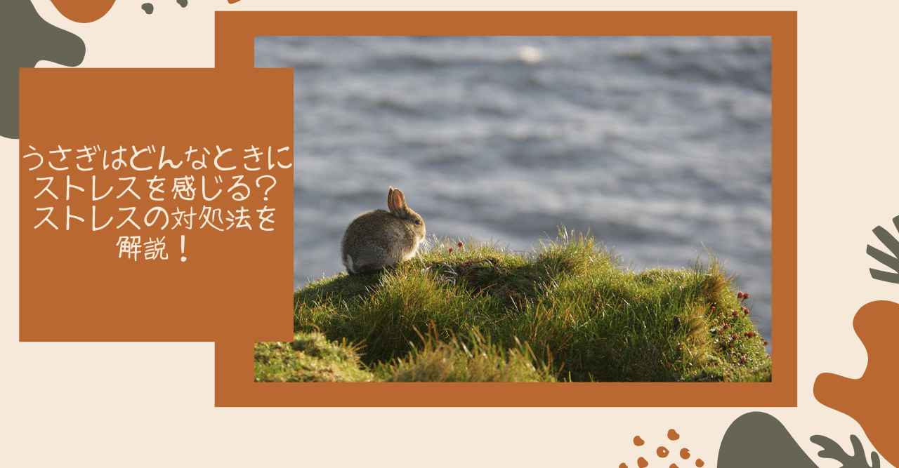 うさぎはどんなときにストレスを感じる ストレスの対処法を解説 うさぎの杜の学校 仮校舎 Note うさぎはどんなときにストレスを感じる ストレスの対処法を解説 うさぎの杜の学校 仮校舎 Note