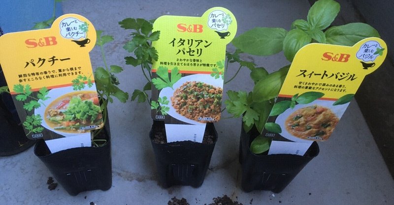カレーにハーブ ハーブの苗でも ハーブおじさん Note カレーにハーブ ハーブの苗でも ハーブおじさん Note
