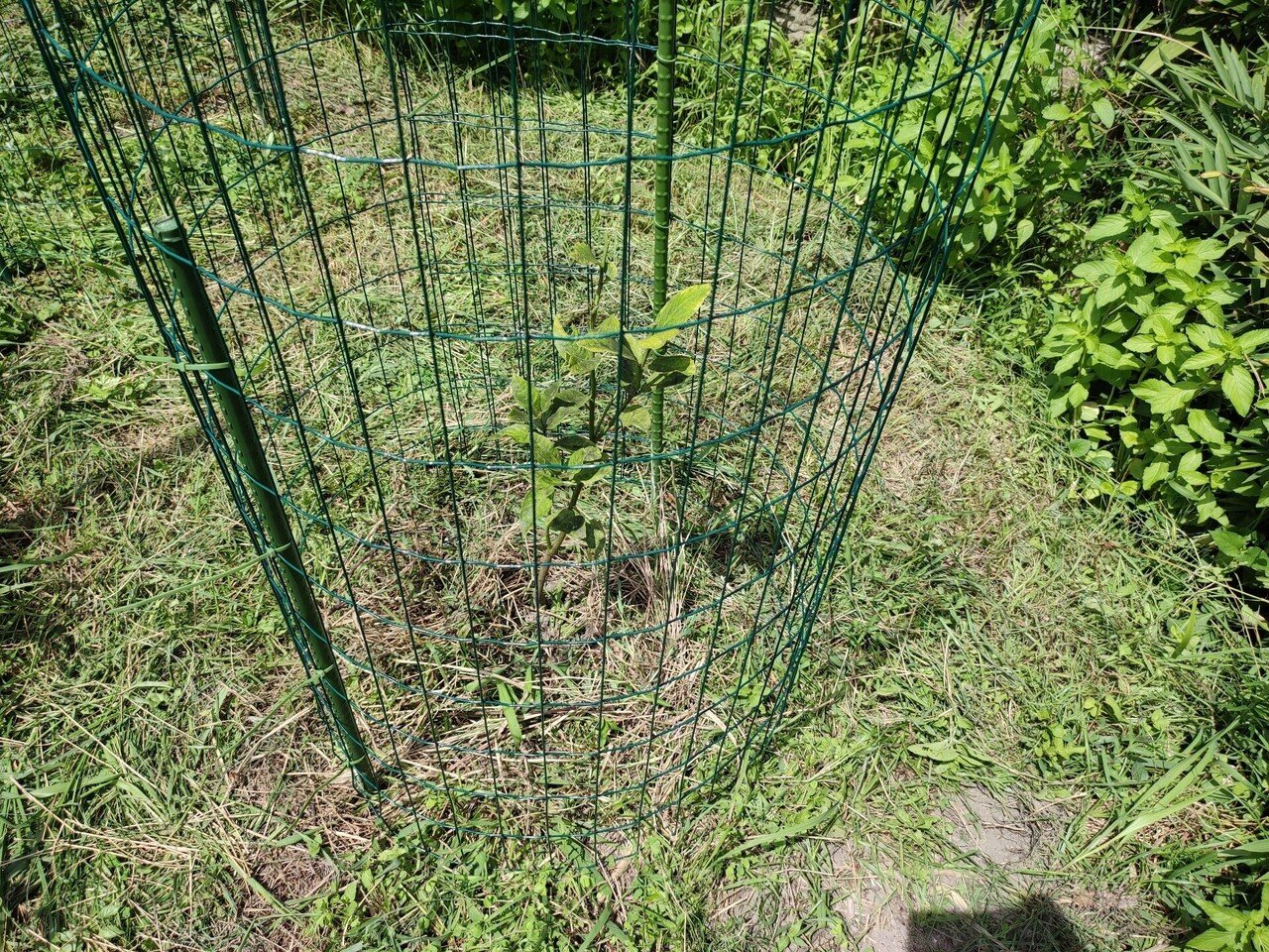 トゲなしレモン リスボン系改良品種 21 7 22更新 ひろせ しゅんじ のんびり農園 Note