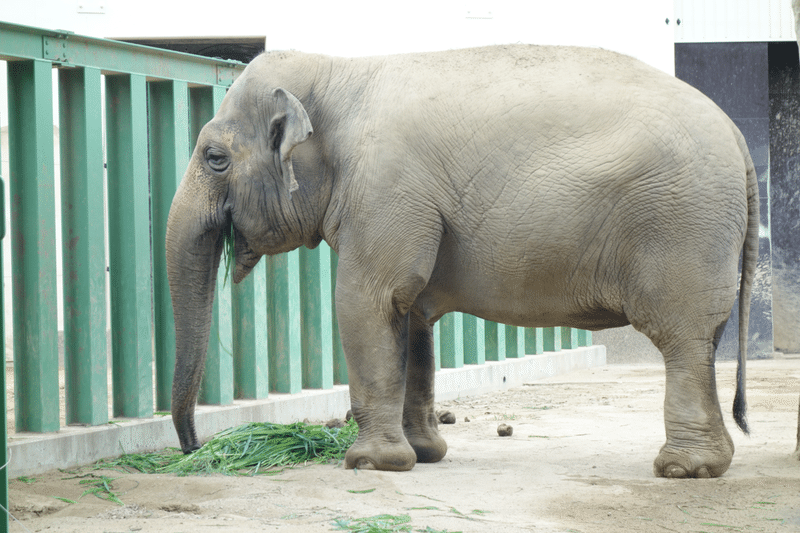 ゾウの鼻 動植物大好き ぺんぺん Note