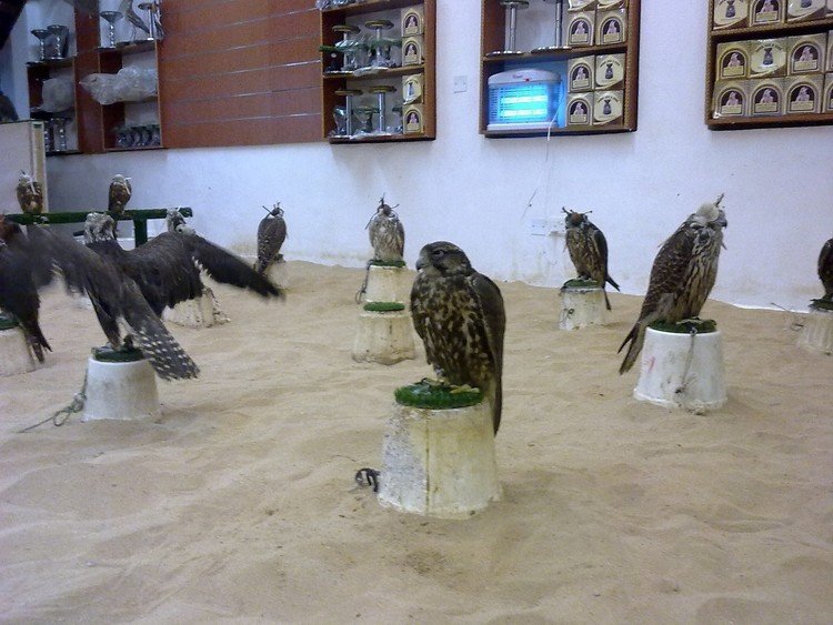 Doha（ドーハ）の街の鷹ショップ