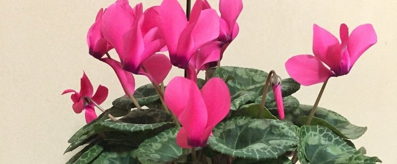 猫とピンクとシクラメン Henhouse Imamu Note