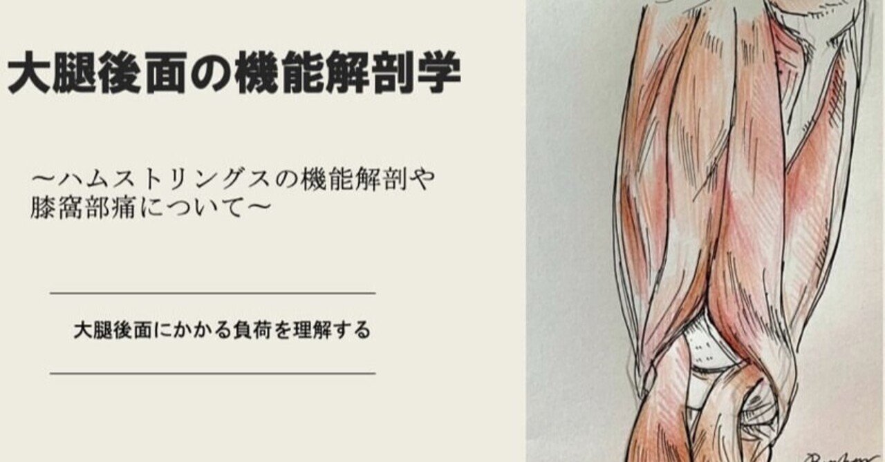 膝関節の構造とハムストリングスに着目した機能解剖学 サブスク 理学療法士による理学療法士のためのnote Note