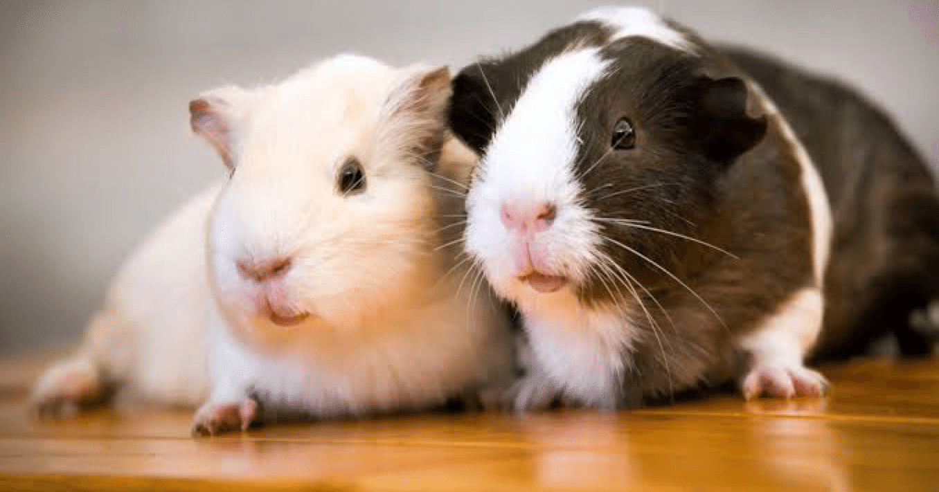 ハムスターとモルモット 猫糞を決め込む Note