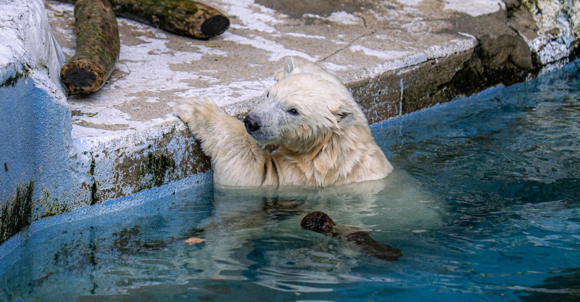 動物を撮影すると心が浄化される話｜前山邦夫