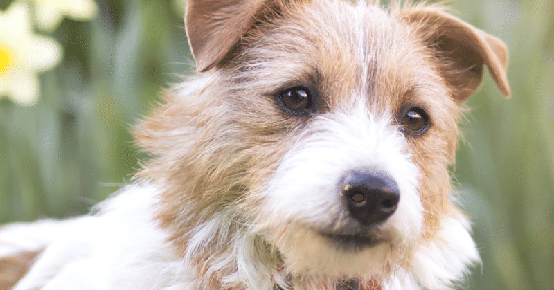 犬バカ部 の新着タグ記事一覧 Note つくる つながる とどける 犬バカ部 の新着タグ記事一覧 Note つくる つながる とどける