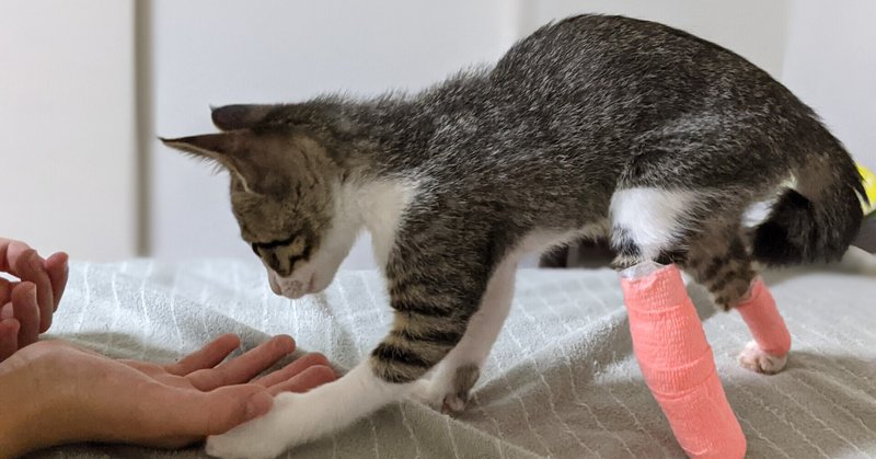 猫のアンちゃん の新着タグ記事一覧 Note つくる つながる とどける 猫のアンちゃん の新着タグ記事一覧 Note つくる つながる とどける