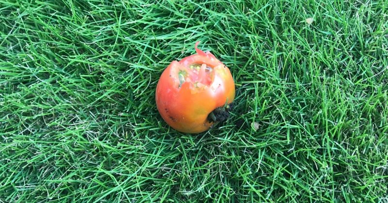トマトの一枚
