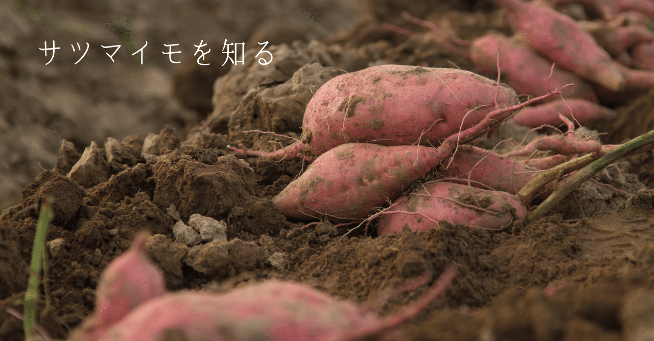 意外と知らない さつまいものこと 干し芋 鶴田商店 Note