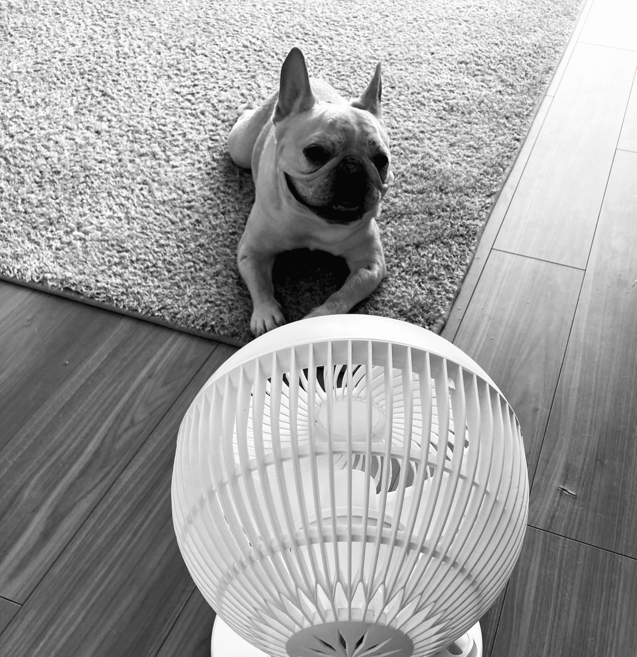 朝6時 フランスの大泥棒を名乗る同犬種 に遭遇 猛スピードで駆け抜けていく1歳の躍動感に触発され 後を追いかけるも足元がおぼつかない 今朝は開幕にピークを合わせるように今年一番の散歩距離 帰宅後も笑顔が絶 小林みちたか 新刊 死を喰う 犬 北インド 朝6時 フランスの大泥棒を名乗る同犬種 に遭遇 猛スピードで駆け抜けていく1歳の躍動感に触発され 後を追いかけるも足元がおぼつかない 今朝は開幕にピークを合わせるように今年一番の散歩距離 帰宅後も笑顔が絶 小林みちたか 新刊 死を喰う 犬 北インド