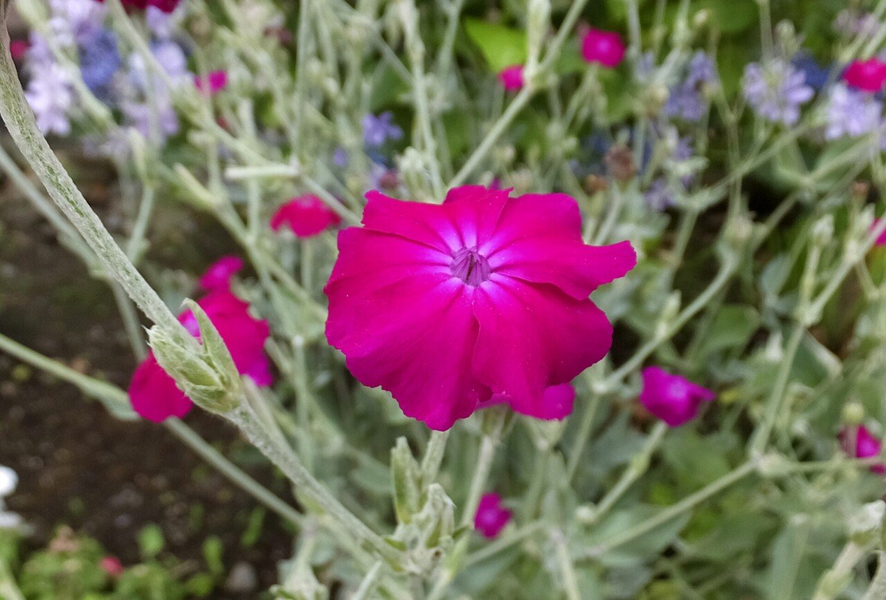 7月23日 こんにちは ポン太です 今日の誕生花の紹介です 誕生花 フランネルソウ 花言葉 強い気持ち 強固 今日が誕生日 の人は検索してみてください ポン太 人と人を繋ぐカウンセラー Note