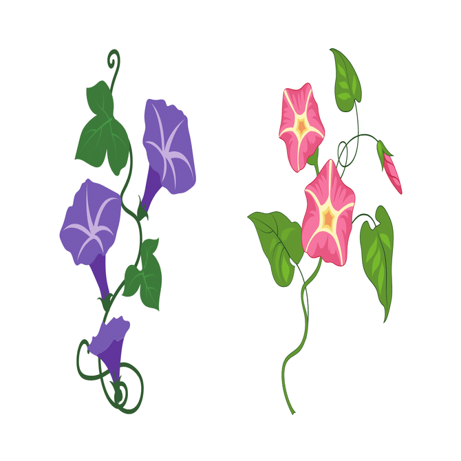 意外と知らない さつまいものこと 干し芋 鶴田商店 Note