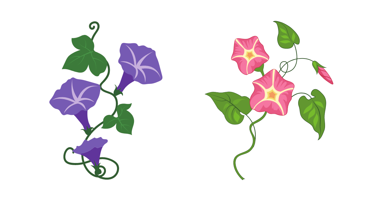 意外と知らない さつまいものこと 干し芋 鶴田商店 Note 意外と知らない さつまいものこと 干し芋 鶴田商店 Note