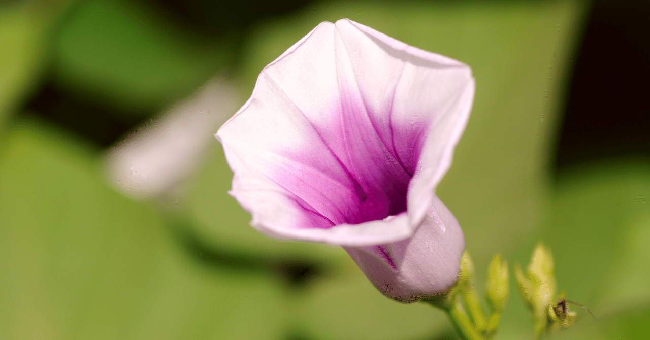 意外と知らない さつまいものこと 干し芋 鶴田商店 Note 意外と知らない さつまいものこと 干し芋 鶴田商店 Note