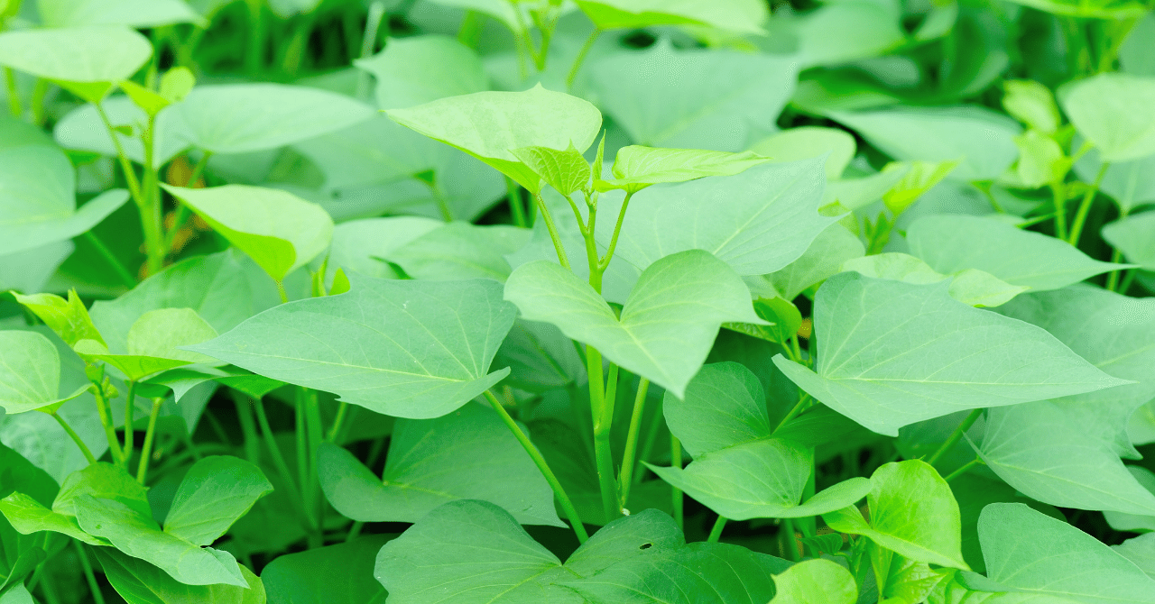 意外と知らない さつまいものこと 干し芋 鶴田商店 Note 意外と知らない さつまいものこと 干し芋 鶴田商店 Note