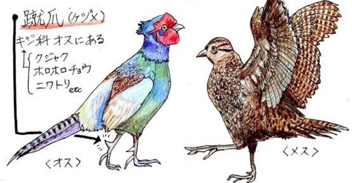 中国、漢　鳥 Radical 196 - Wikipedia