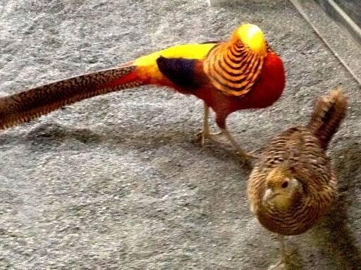 中国、漢　鳥 CAINZ-DASH】トラスコ中山 防鳥用めだま風船 EBB【別送品