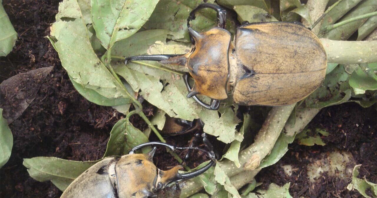 メキシコ産ゾウカブト　  122mm　メキシコでは特大 メキシコ産ゾウカブト 122mm メキシコでは特大