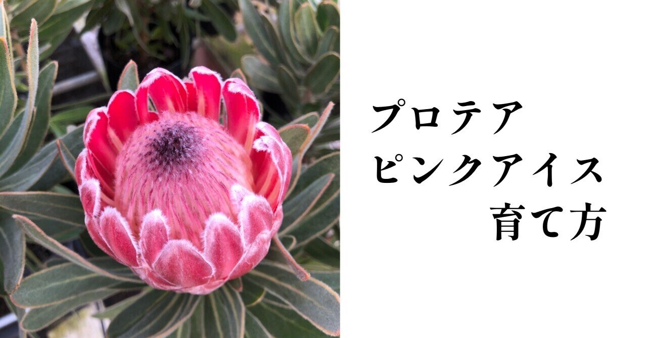 プロテアの育て方 の新着タグ記事一覧 Note つくる つながる とどける プロテアの育て方 の新着タグ記事一覧 Note つくる つながる とどける