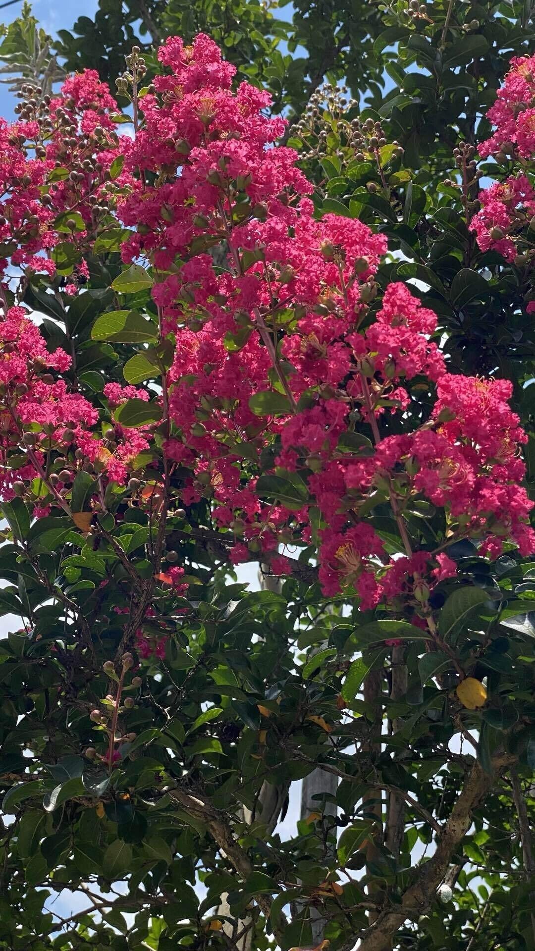 今日の気になる山野草花3 23 31 サルスベリ Zzzkeitacion Note 今日の気になる山野草花3 23 31 サルスベリ Zzzkeitacion Note