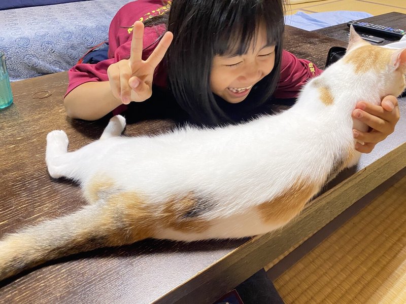 猫の血液型 Ritaro Note