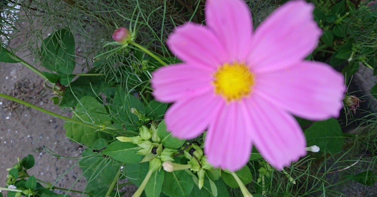 伝えるとは。。|mackie|note