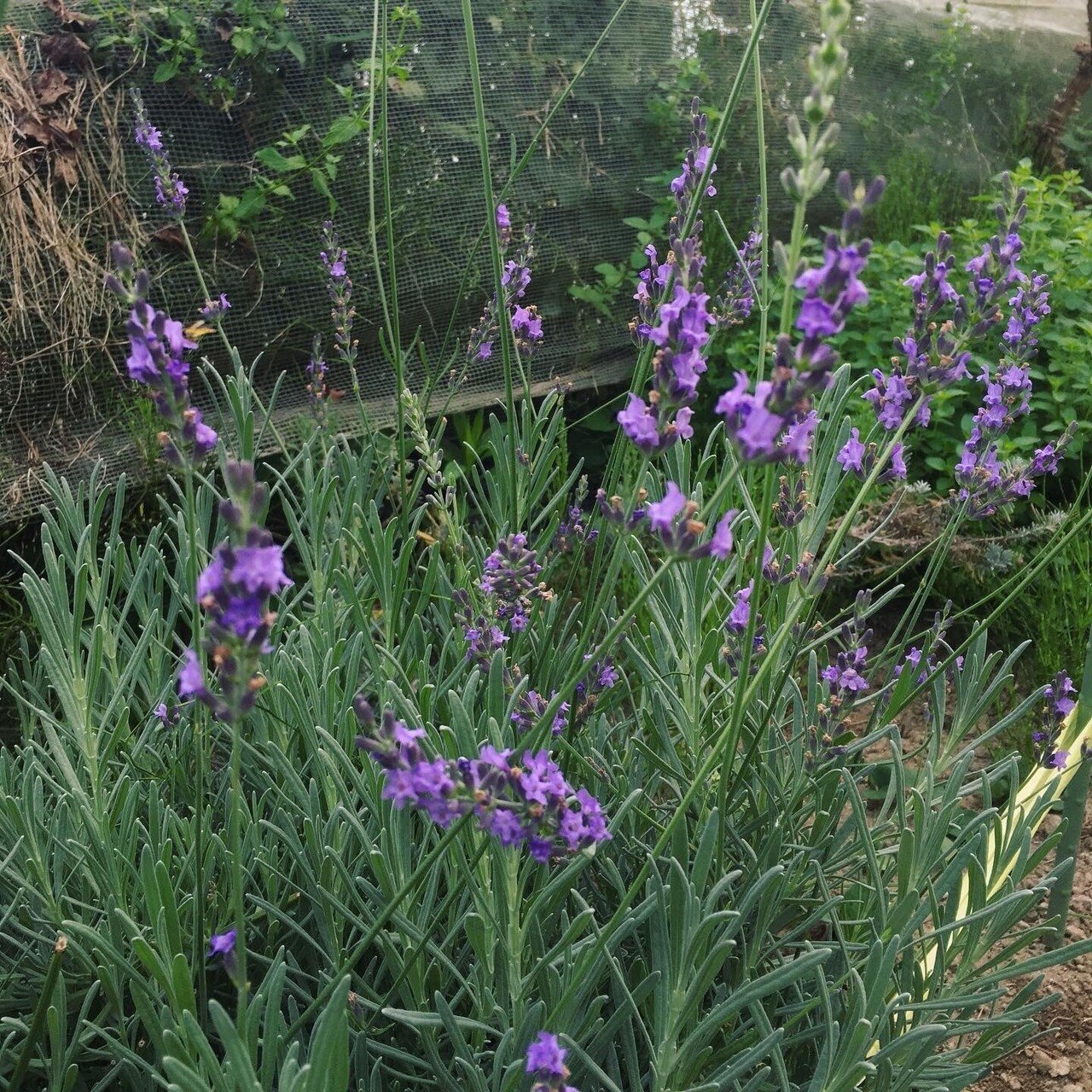 満月収穫ラバンジン ローズマリー コリアンダー レモンバームシロップ 魔女暮らし日記 7 23 21 黒猫魔術店 魔女 蜜猫 Note 満月収穫ラバンジン ローズマリー コリアンダー レモンバームシロップ 魔女暮らし日記 7 23 21 黒猫魔術店 魔女 蜜猫 Note