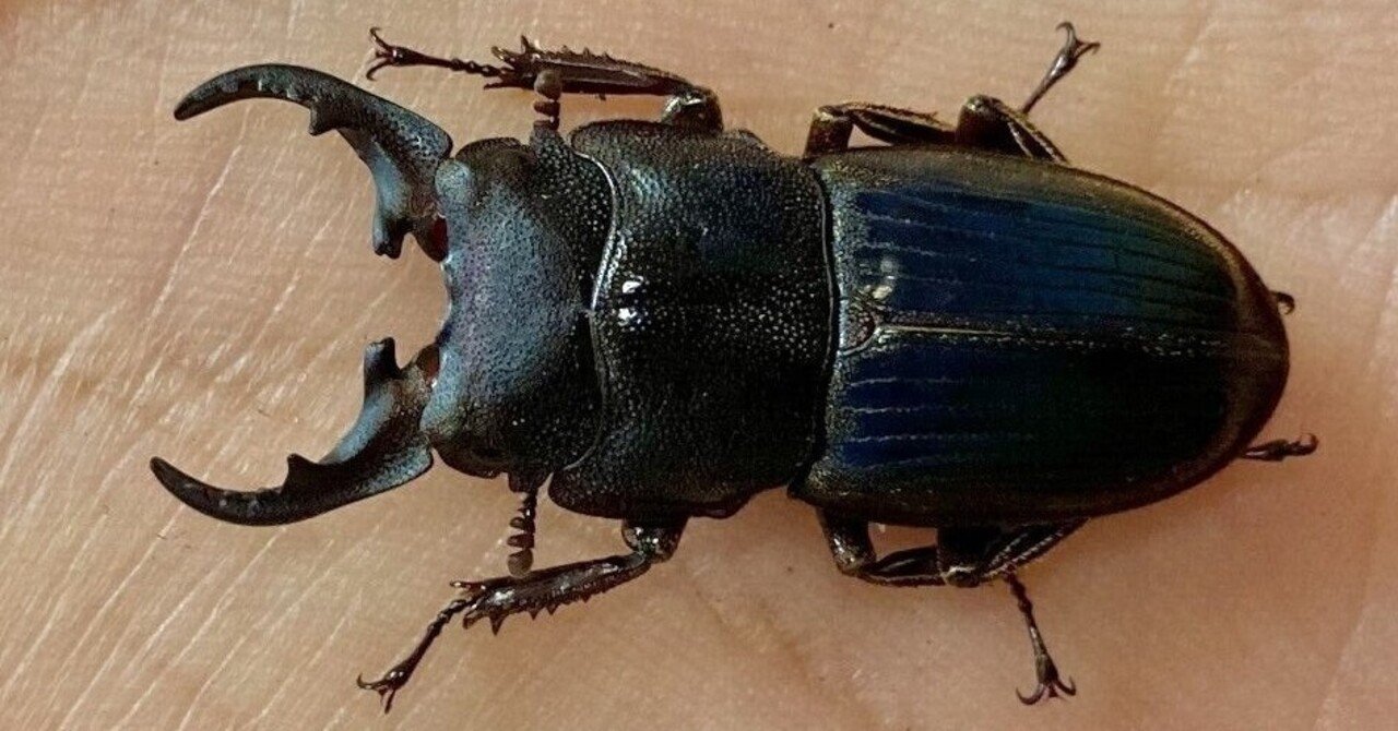 インプリカートゥスネブト ペア 累代終了]インプリカートゥスネブトクワガタ飼育記録(α系統一代目)｜虫一徹