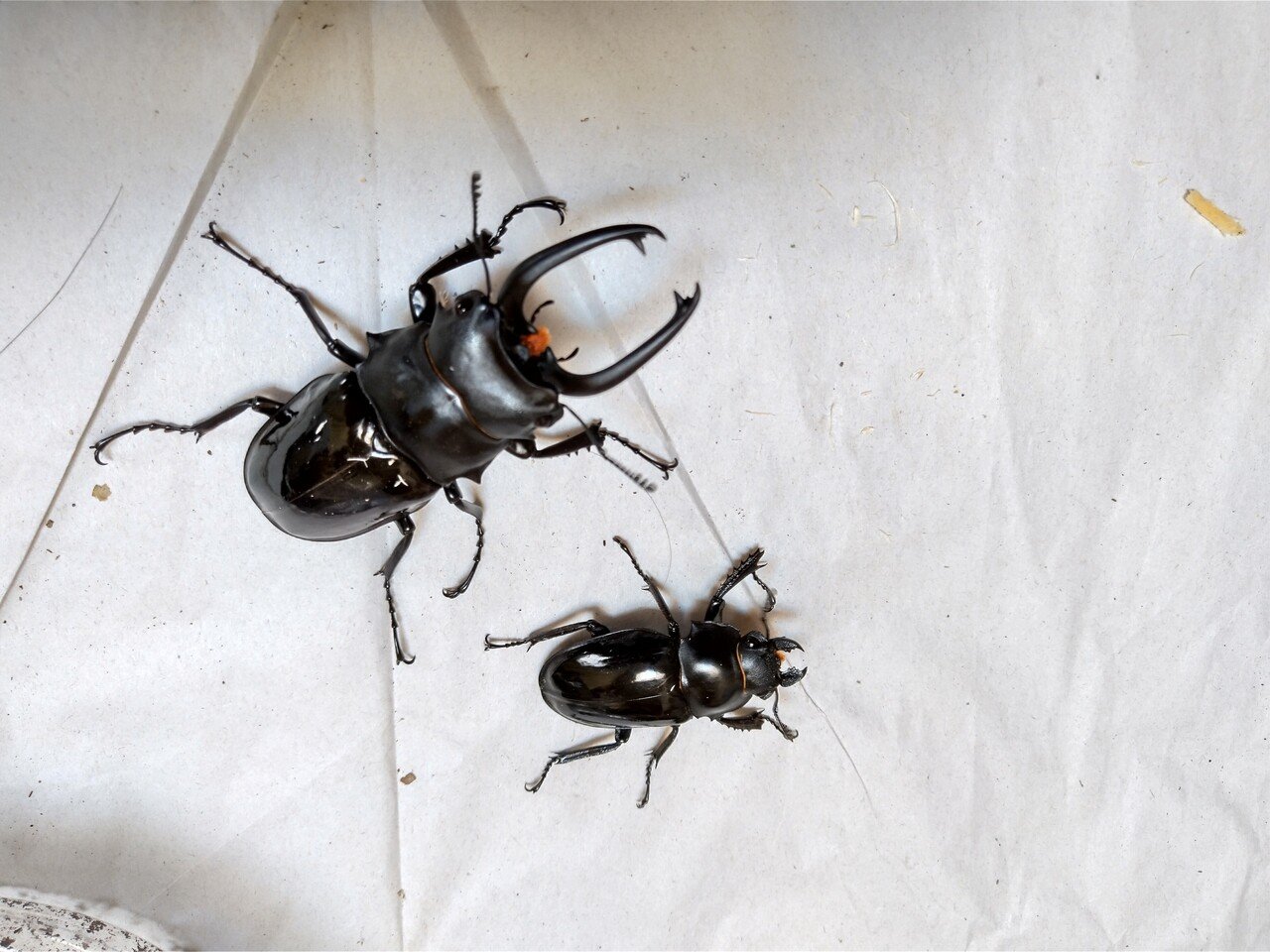シバオニツヤガタクワガタWD台湾三峡区産♂83up♀47up｜虫一徹