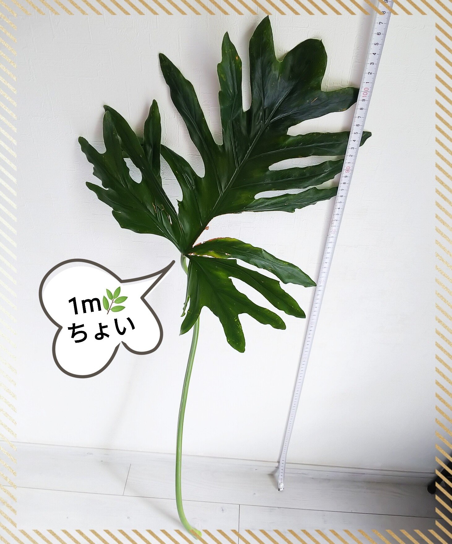 フィロデンドロン セローム の新着タグ記事一覧 Note つくる つながる とどける