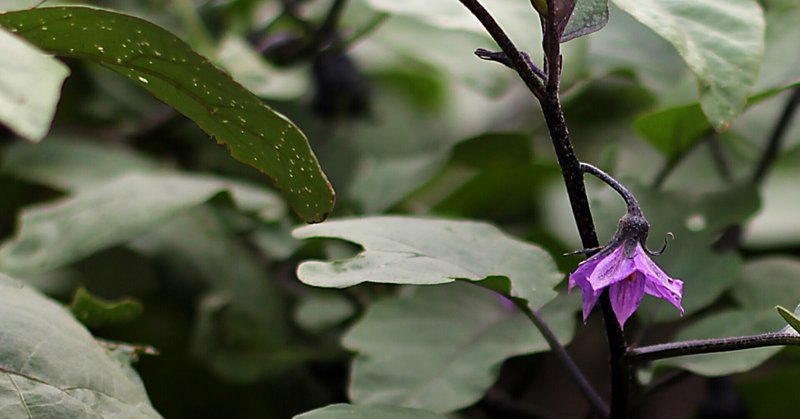 ナス科 の新着タグ記事一覧 Note つくる つながる とどける