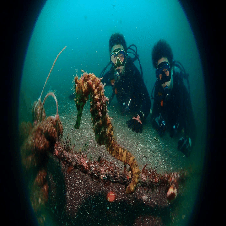 Under The Sea 人魚を探して Fjallraven By 3nity Note