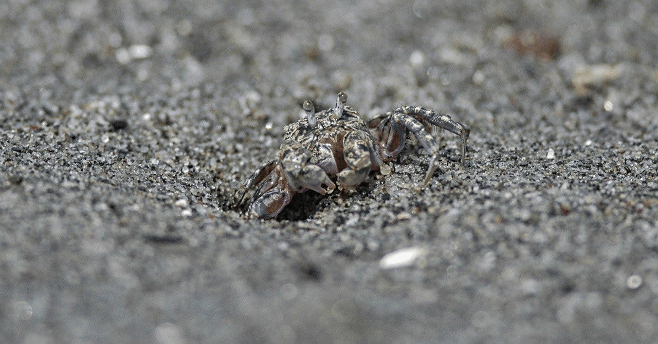 君の名は コメツキガニ Shinmr Note