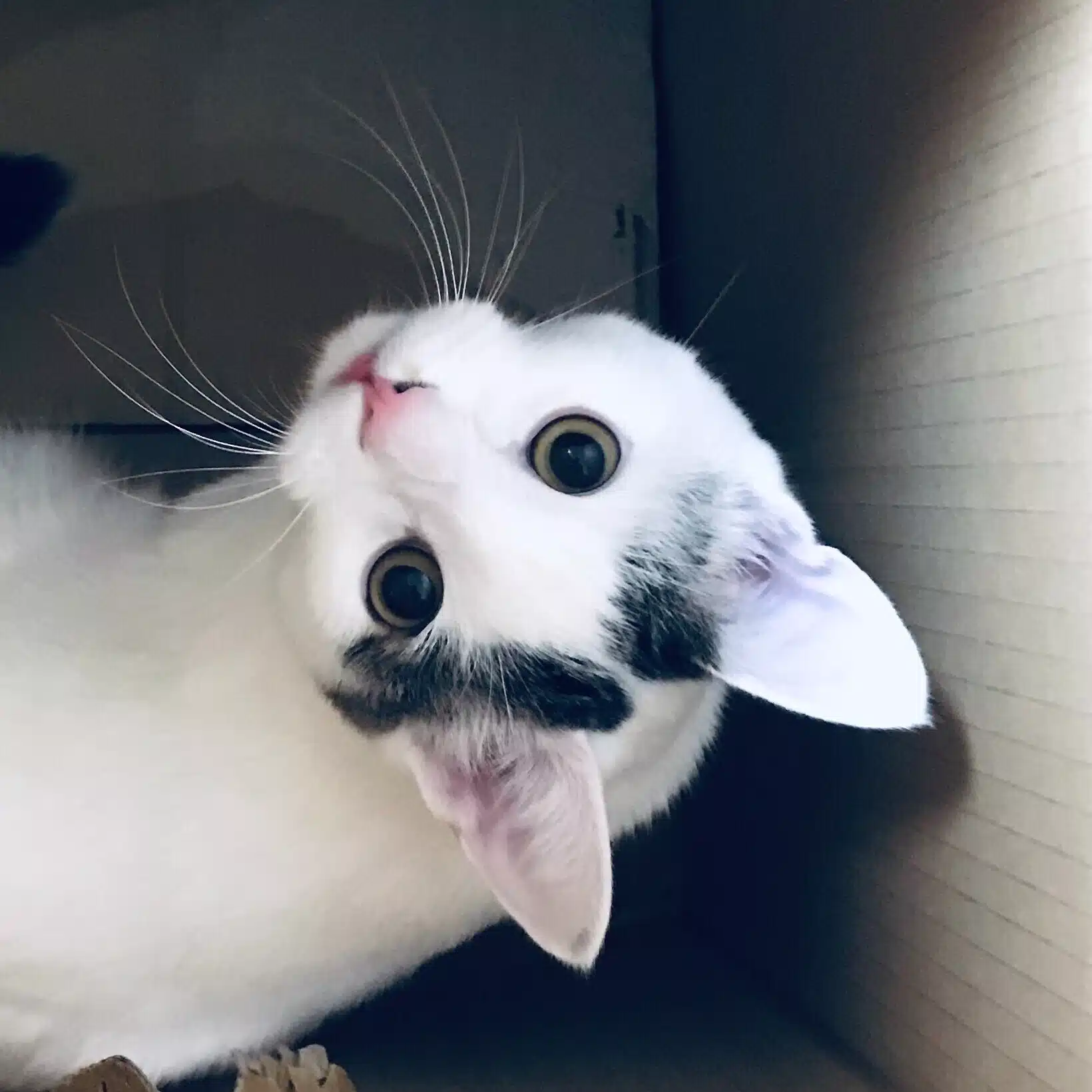 キャン・ナカムラ