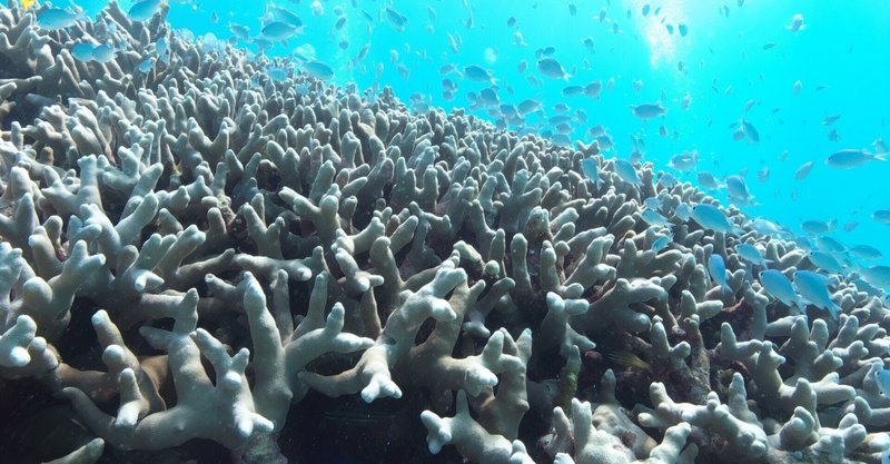 【Bloomberg】豪州グレート・バリア・リーフ「危機遺産」指定を回避へ:Australia’s Great Barrier Reef Escapes UN Endangered Listing