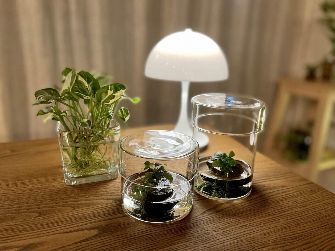 水草を愛でる Kintoのガラスキャニスター Hidemaroom Note