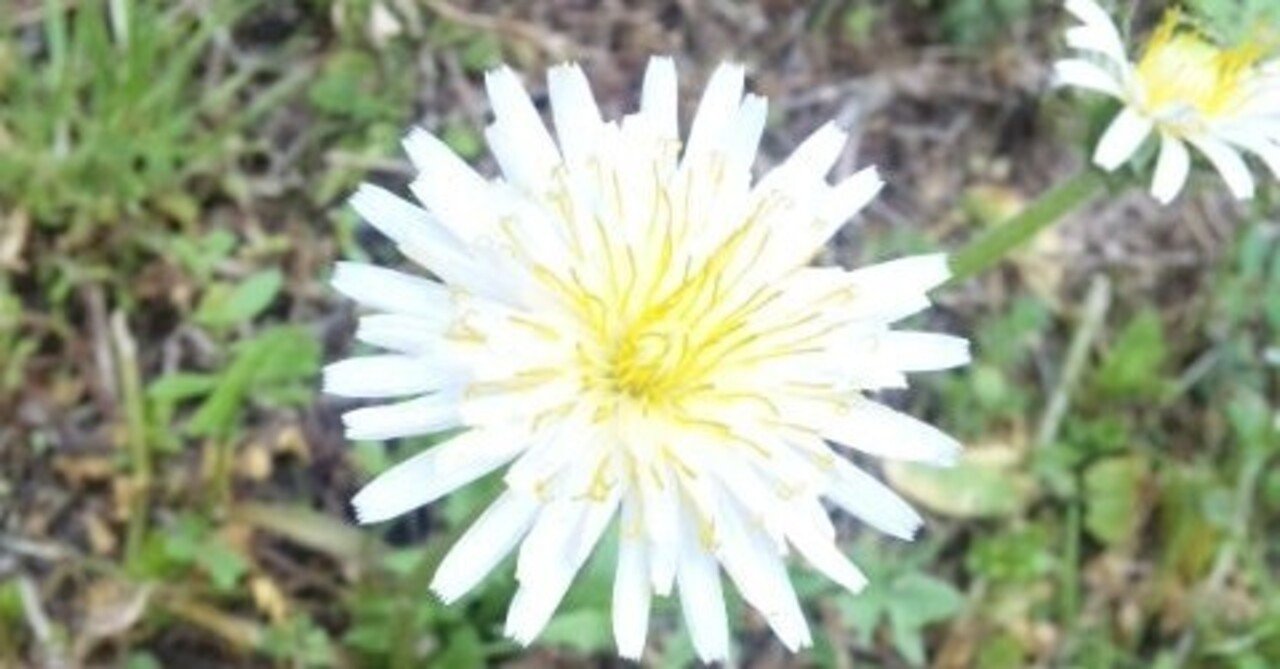 福永武彦 草の花 を読んで 胡桃最中 くるみもなか Note